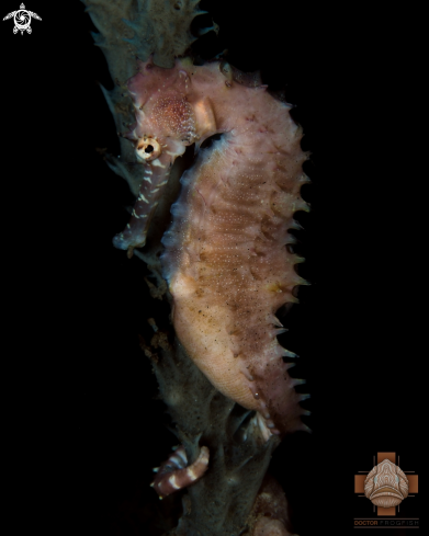 A Thorny Seahorse