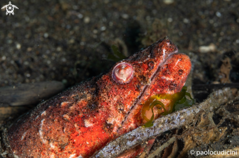 A Reptilian Snake Eel