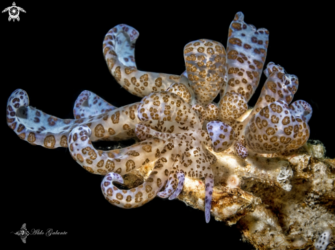 A Phyllodesmium longicirrum (Bergh, 1905) | Solar Powered Sea Slug / Nudibranchs