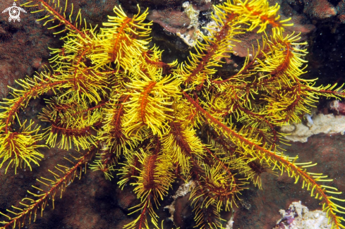 A feather star