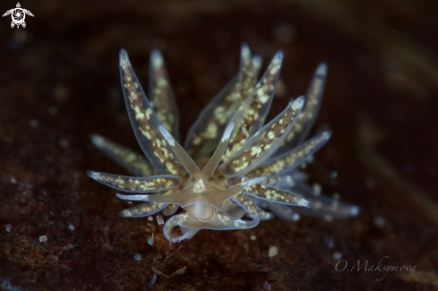 A Nudibranch Phyllodesmium sp