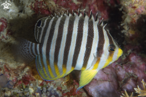 A Barred Angelfish