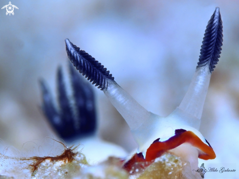 A Goniobranchus fidelis (Kelaart, 1858) | Faithful sea slug/ Nudibranch