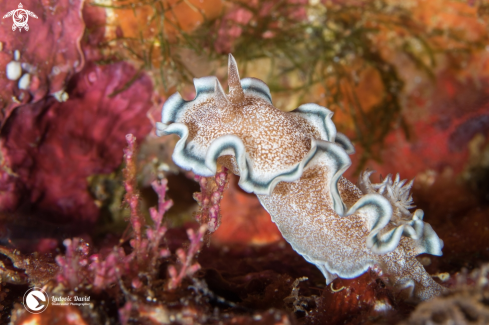 A Glossodoris hikuerensis | Hikuero Glossodoris Nudibranch