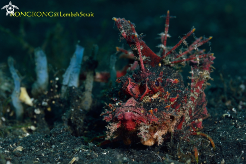 A Devil Scorpion Fish