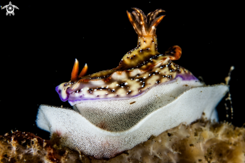 A Hypselodoris krakatoa