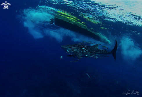 A Whale Shark