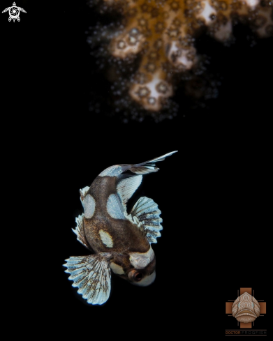 A Plectorhinchus chaetodonoides | Juvenile Harlequin Sweetlips