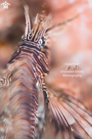 A Lionfish