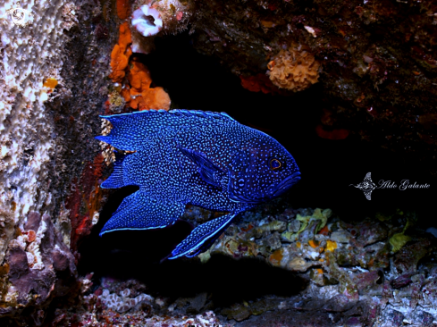 A Western Blue Devil  Fish