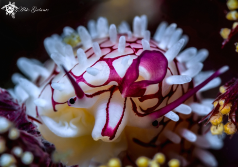 A Prionovolva brevis (G. B. Sowerby I, 1828) | Allied Cowrie 