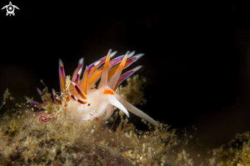 A  Cratena peregrina  |  Cratena profile 