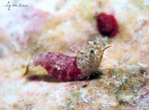 A Thorella sp | Sashimi Shrimp