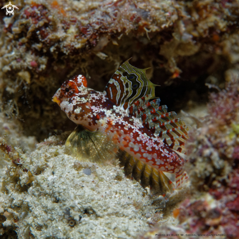 A Synchiropus moyeri | Moyer's Dragonet