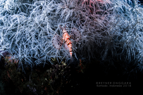 A Lion Fish