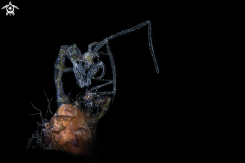 A caprella sp.  | Skeleton shrimp 
