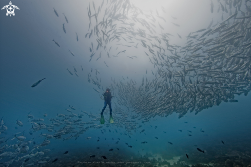 A Caranx sexfasciatus | Bigeye Trevally, Jack's