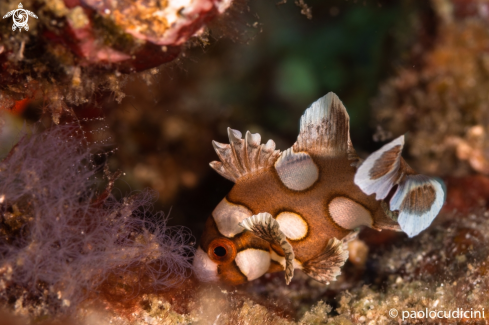 A Many-Spotted Sweetlips-Juvenile