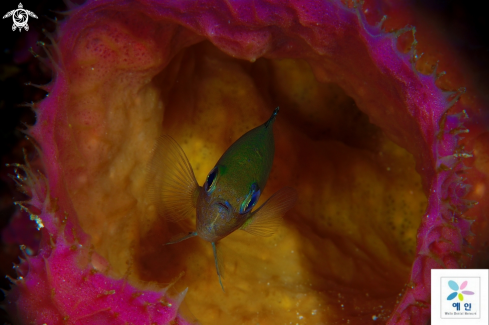 A damselfish 