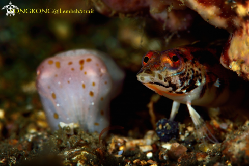 A Redbarred Sandperch and Pygmy Cuttlefish