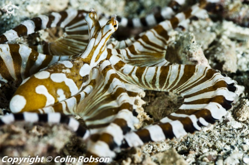 A mimic octopus