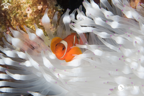 A Spinecheek Anemonefish