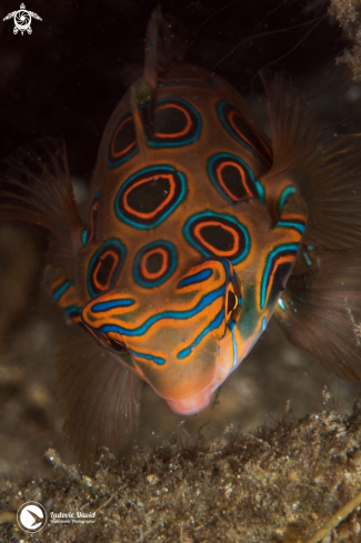 A Picturesque Dragonet