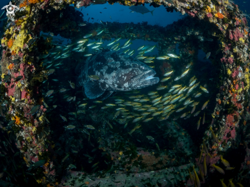 A Malabar Grouper