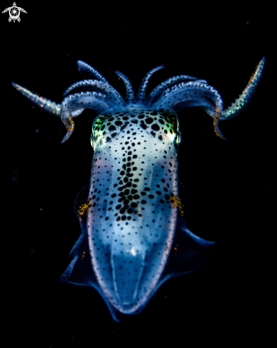 A Big fin reef squid