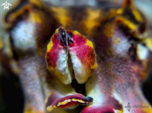 A Metasepia pfefferi (Hoyle, 1885) | Flamboyant Cuttlefish