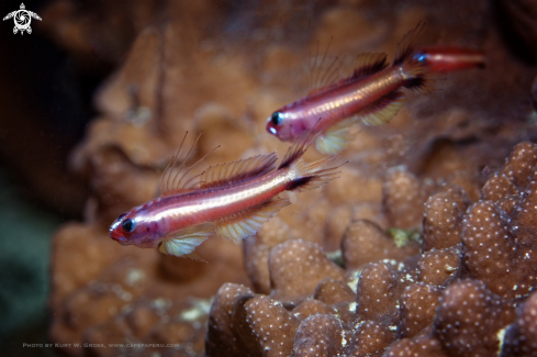 A Twostripe Pygmygoby