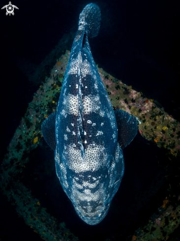 A Malabar Grouper