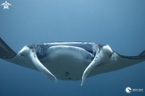 A Reef Manta