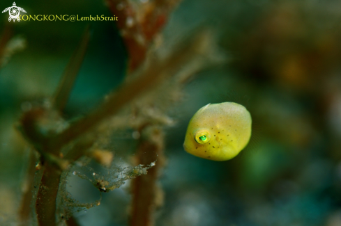 A Japanese Filefish