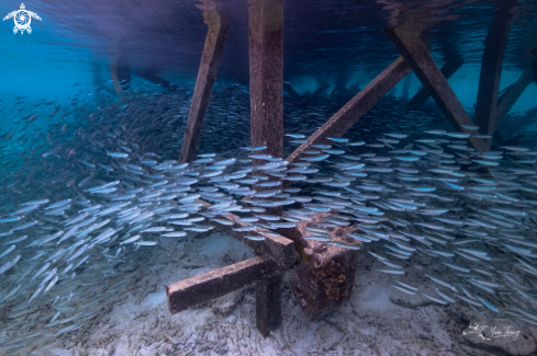 A Sardine | Fish