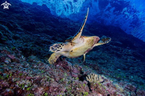 A Eretmochelys imbricata | Hawksbill sea turtle
