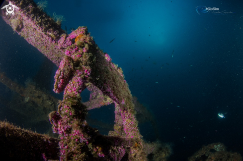 A pink jewel of the sea