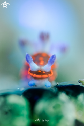 A Nudibranch