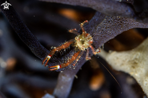 A Soft coral crab