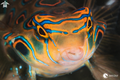 A Synchiropus picturatus | Picturesque Dragonet