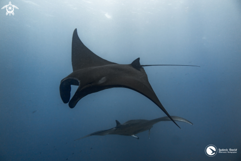 A Mobula alfredi | Reef Manta