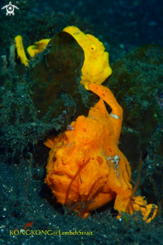 A Giant Frogfishes