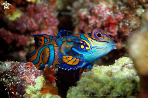 A Mandarinfish, Dragonet