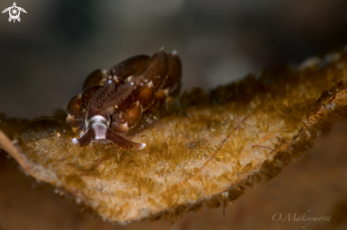 A Nudibranch Baeolidia sp.