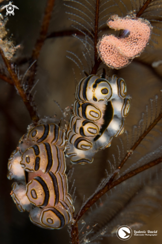 A Doto greenamyeri | Donut Nudibranch