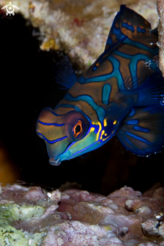 A Mandarin Fish