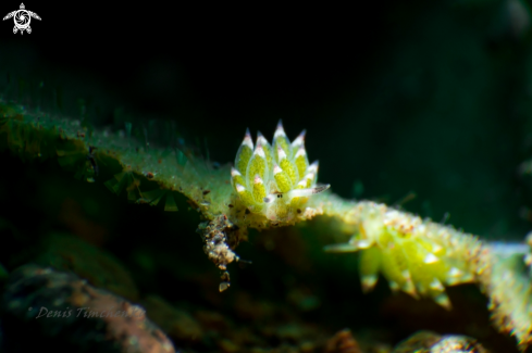 A NUDIBRANCH