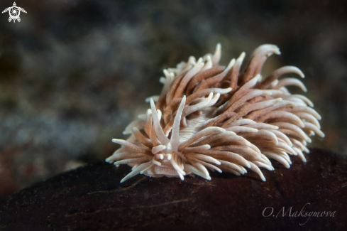 A Nudbranch Phestilla sp.