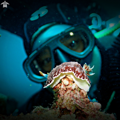 A Chromodoris reticulata