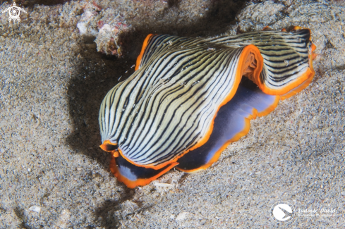 A Armina Nudibranch